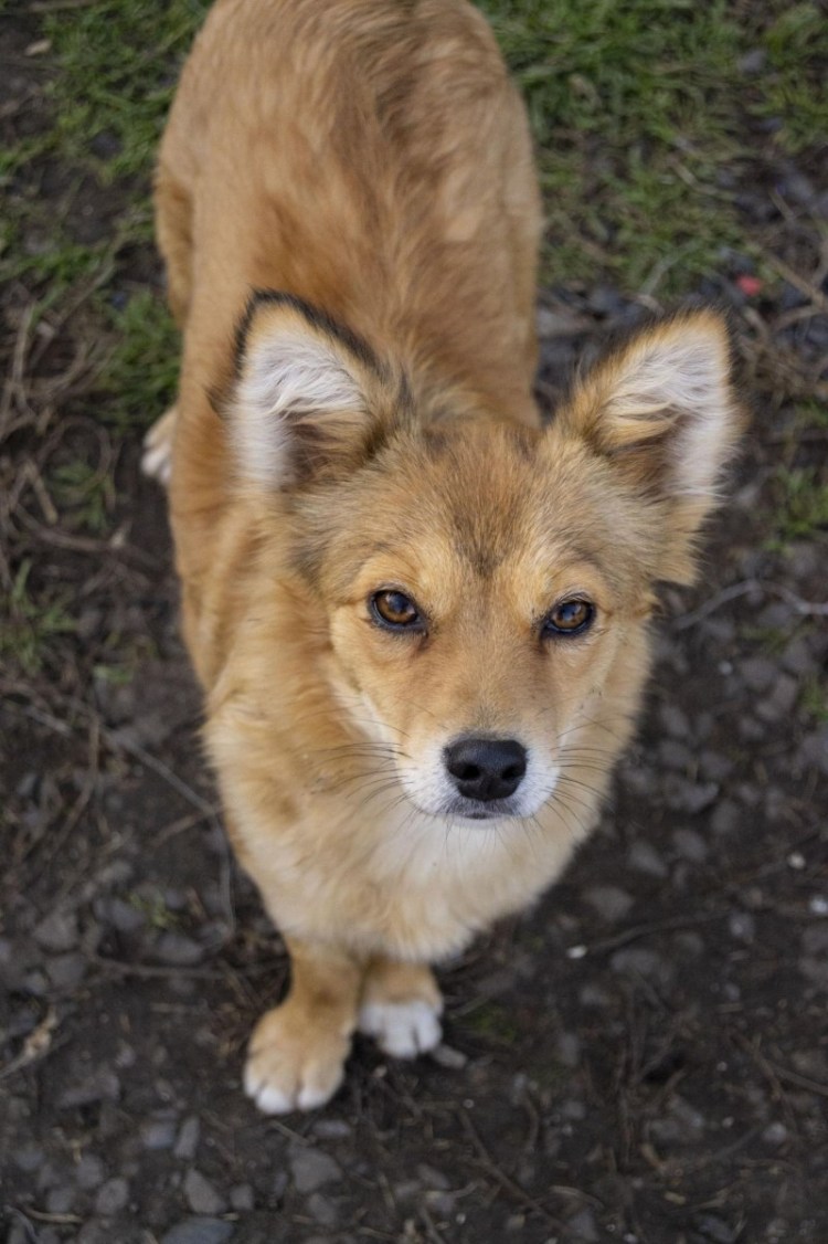 Лисы и собаки скрещиваются