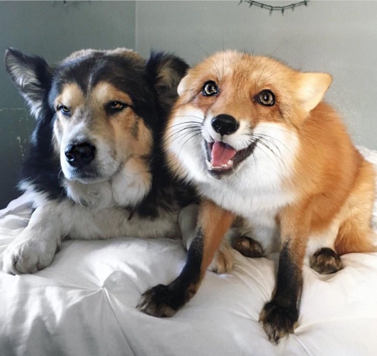 Собака скрещенная с лисой