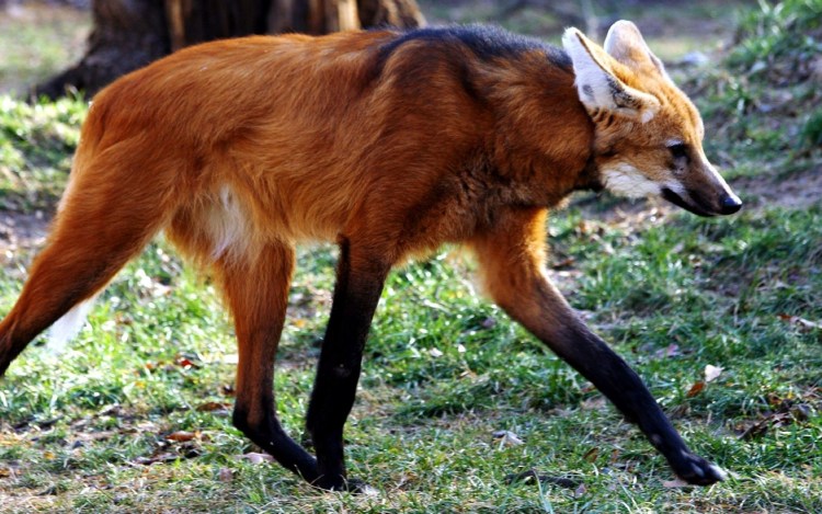 Гривистый волк альбинос