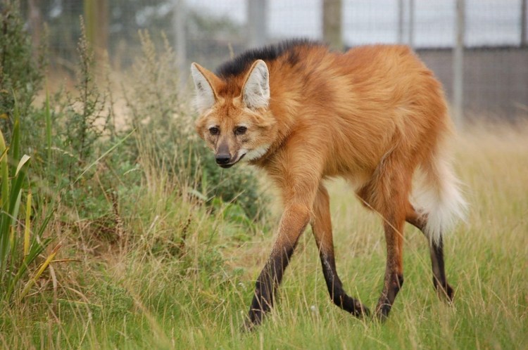 Агуарачай-Гривистый волк