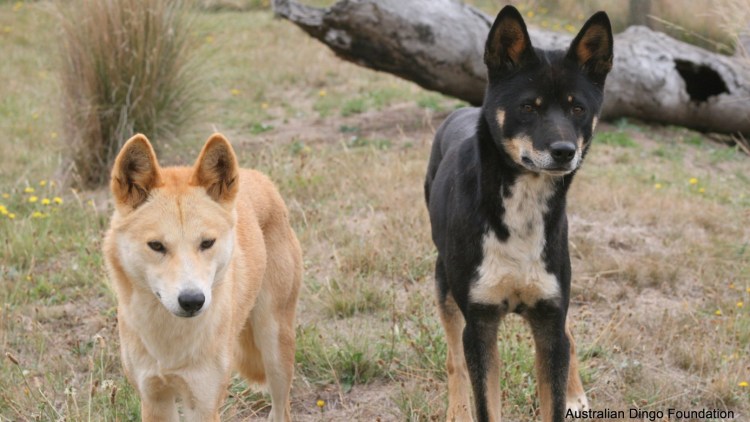 Помесь Динго