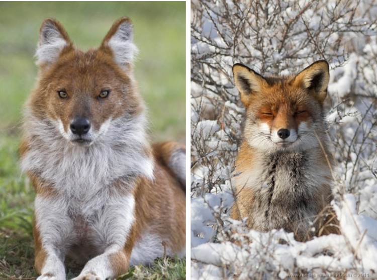 Лис и лиса отличия