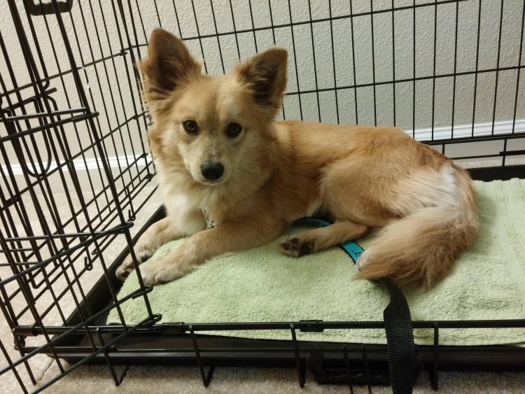 Метис вельш корги и шпица