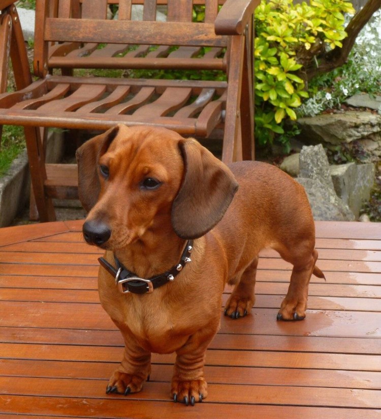 Такса (немецкая такса, немецкий Бассет, Даксхунд, Текель, Дакель)...