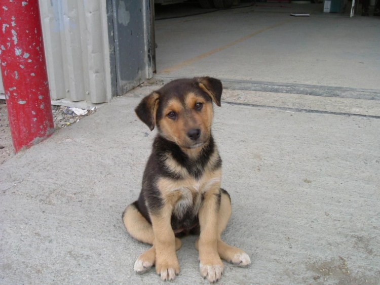 Дворовые собаки