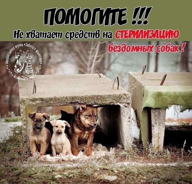 Бродячие животные