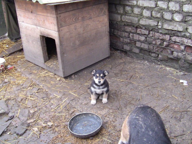 Будка для собаки во дворе