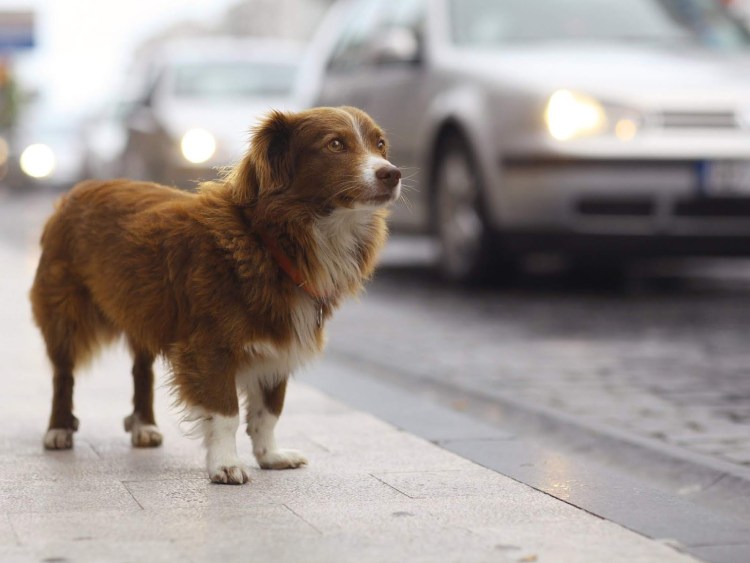 Рыжая собака дворняга