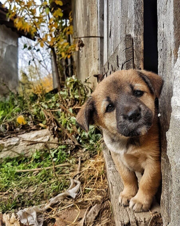 Бездомный щенок