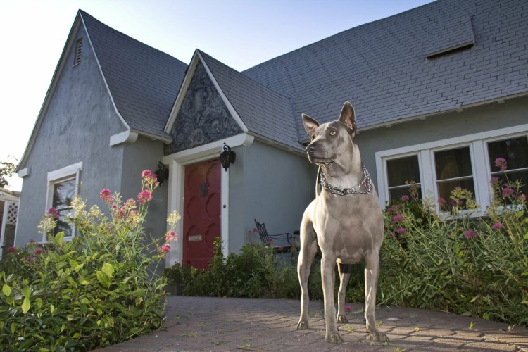 Уличный дом для собаки