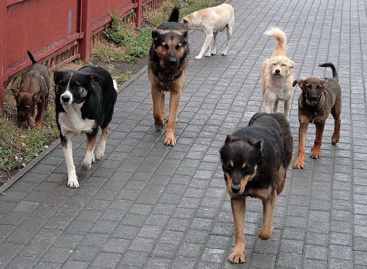 Собаки дворняжки стая