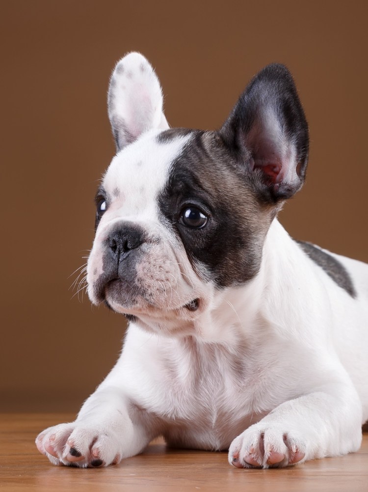 Королевский французский бульдог