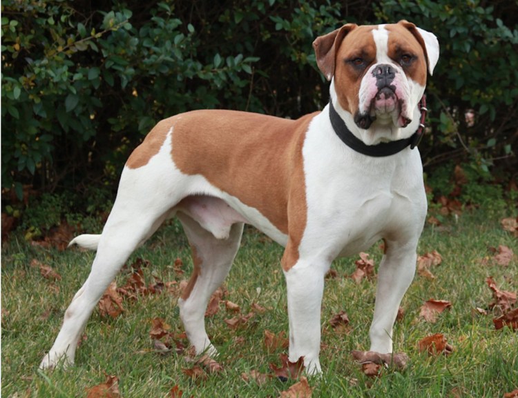 Бульдог кампейро