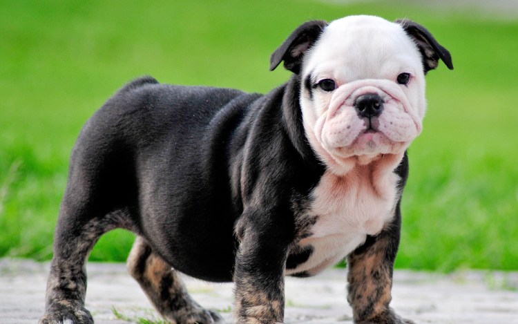 Английский бульдог породы собак