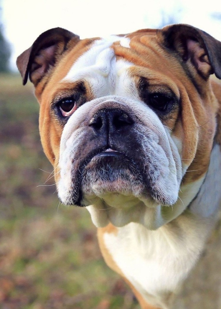 Английские собаки