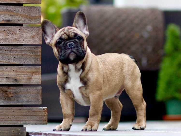 Французский бульдог тигровый