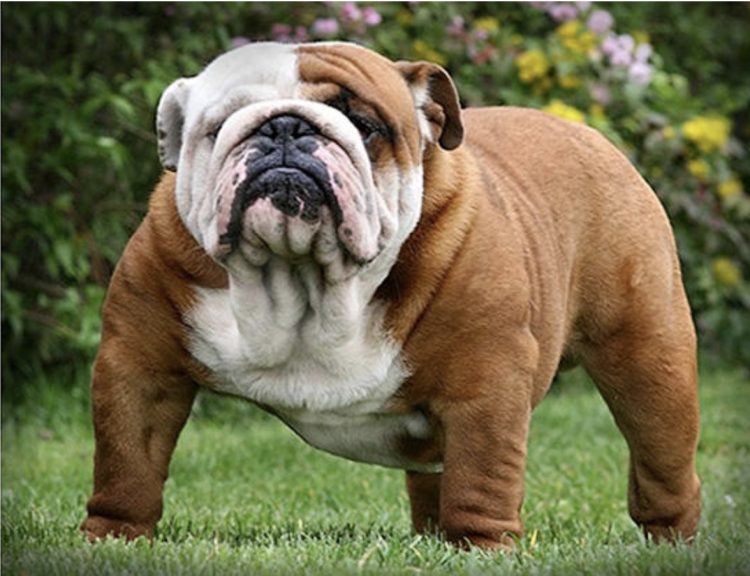 Порода английский бульдог