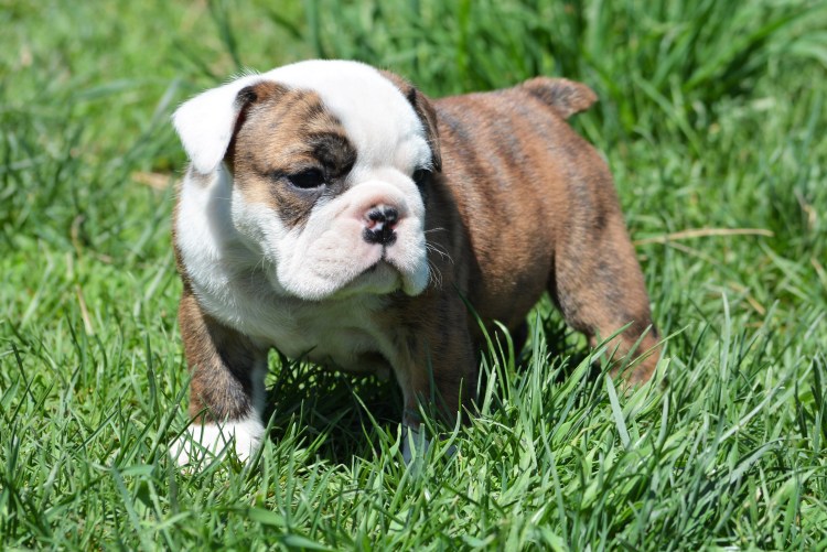 Сторожевой бульдог