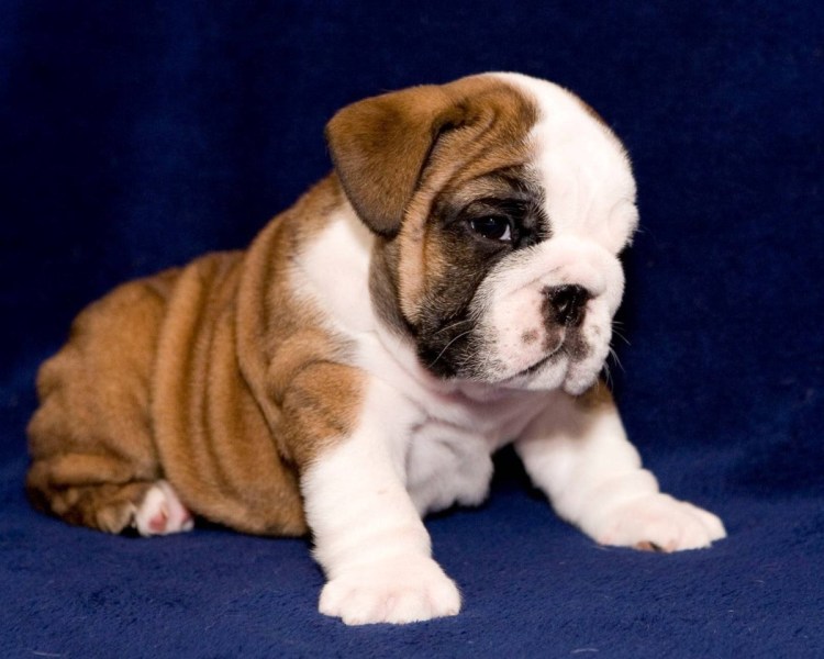 Староанглийский бульдог щенки