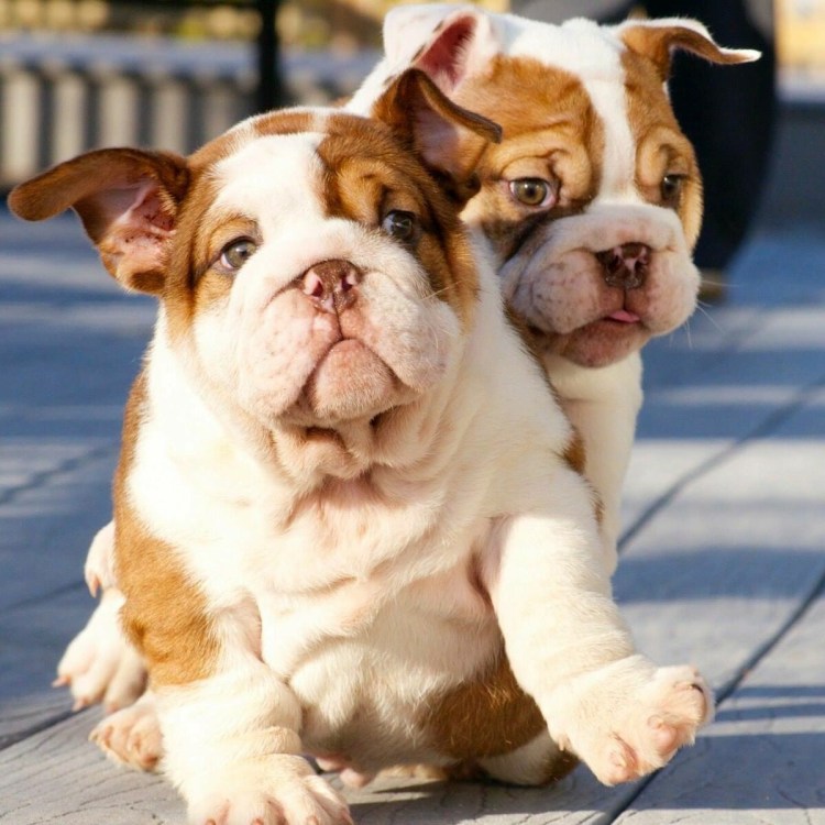 Английский бульдог породы собак