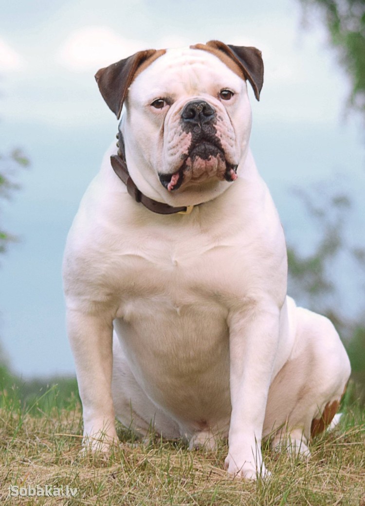 Бульдог Алапахский чистокровный Отто