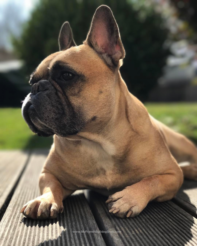 Бруклинский бульдог