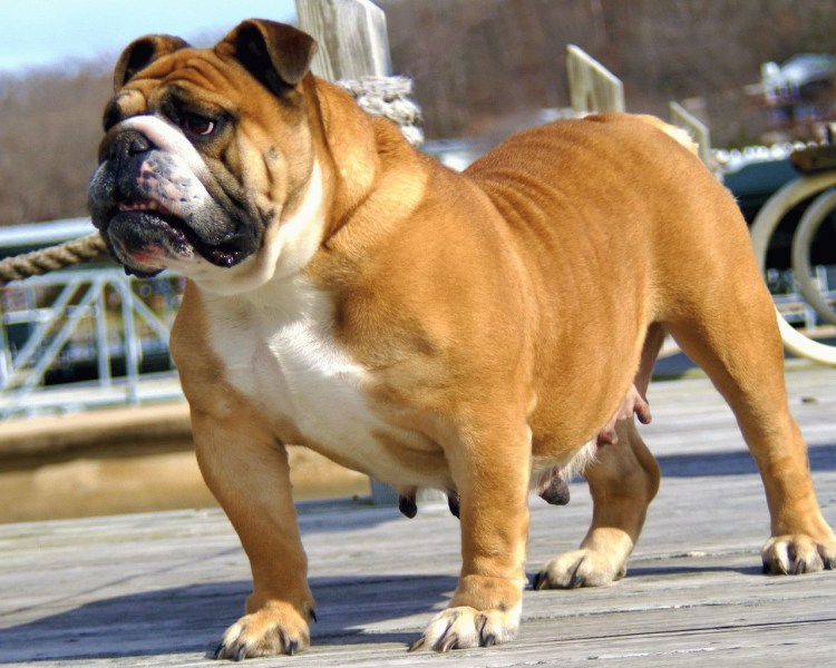 Старотипный английский бульдог