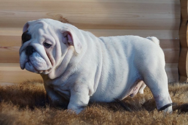 Собака английский бульдог