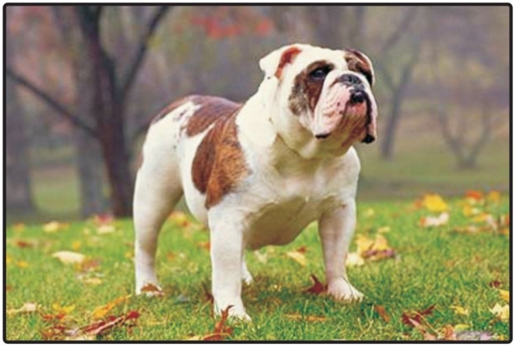 Американский бульдог черный