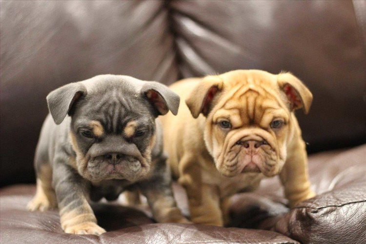 Бельгийский бульдог