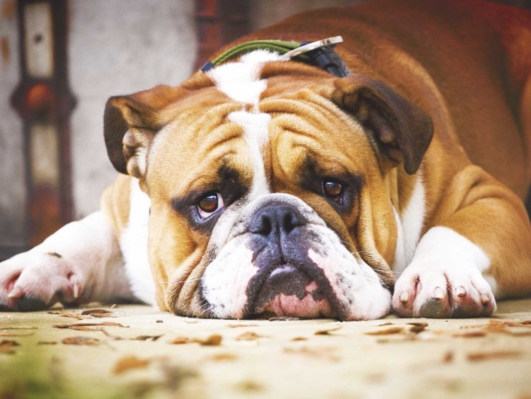 Собака английский бульдог