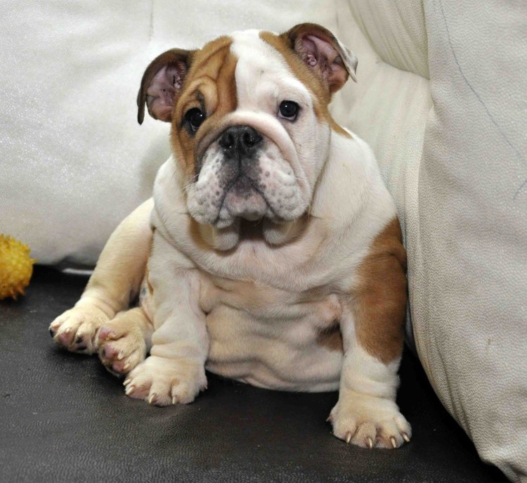 Английский чистокровный бульдог