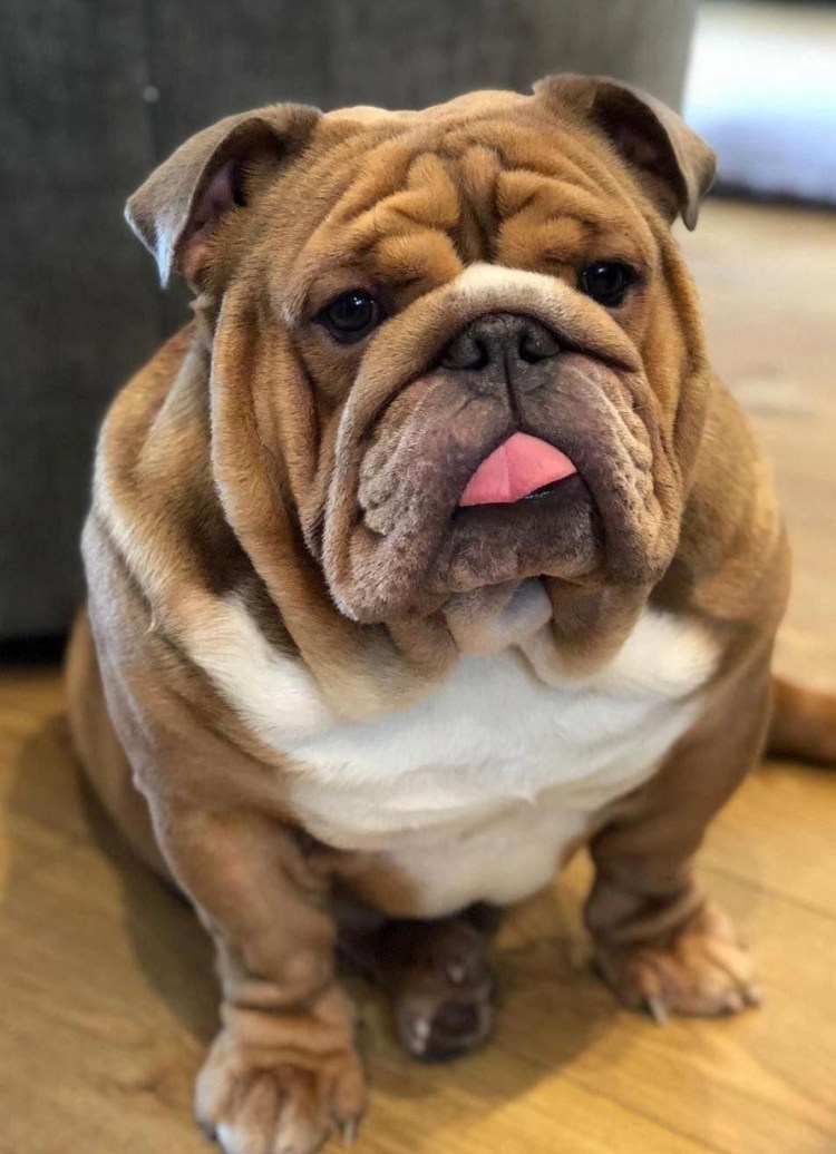 Британский бульдог собака