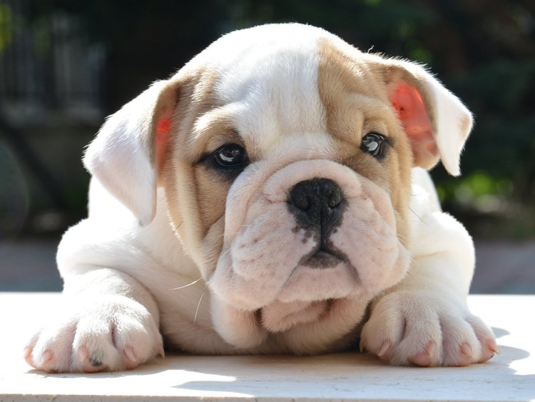 Королевский бульдог
