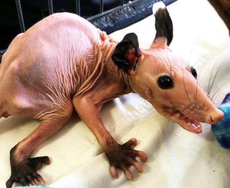 Вомбат сфинкс