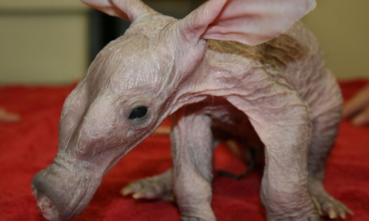 Кролик без шерсти