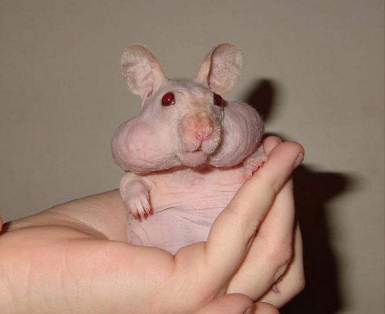 Собака бежит за зайцем