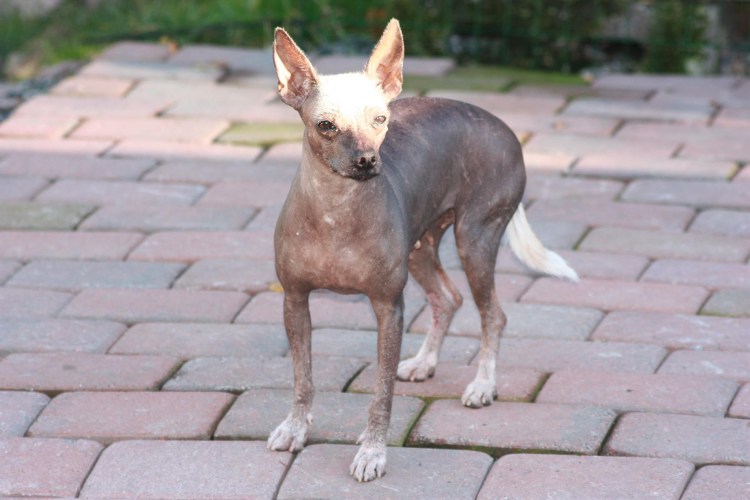 Лысый пес сидит