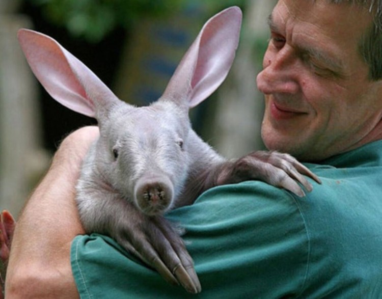 Аардварк Земляной поросенок