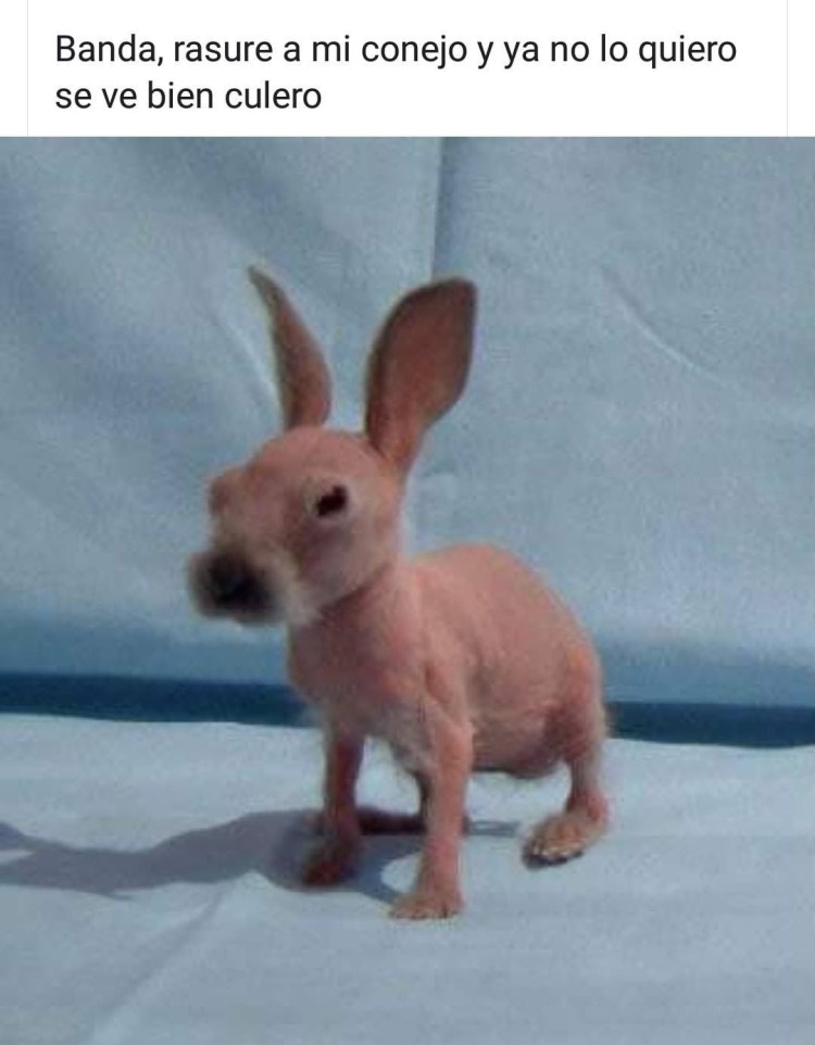 Подозрительный кролик Мем