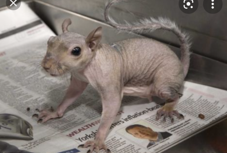 Бритая белка