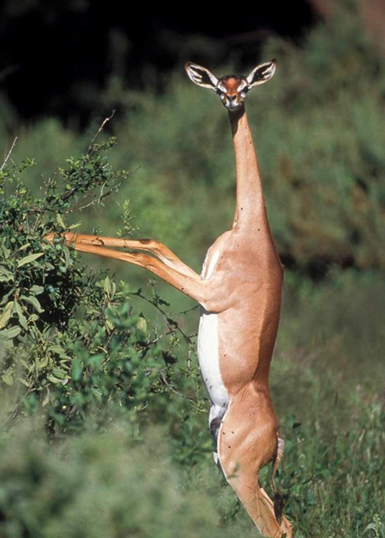 Собачка с кривыми зубами