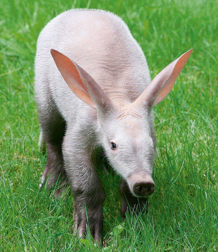 Трубкозуб (Земляной поросёнок)