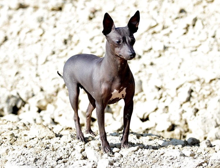 Американский лысый терьер ксолоитцкуинтли