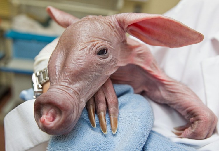 Лысый трубкозуб