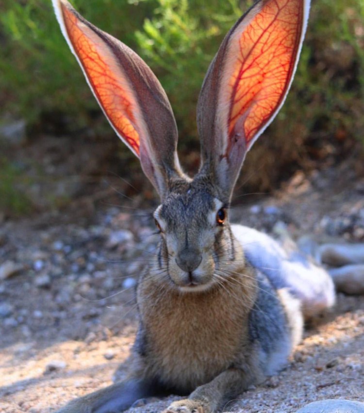 Кролик помесь рекс + гермелин