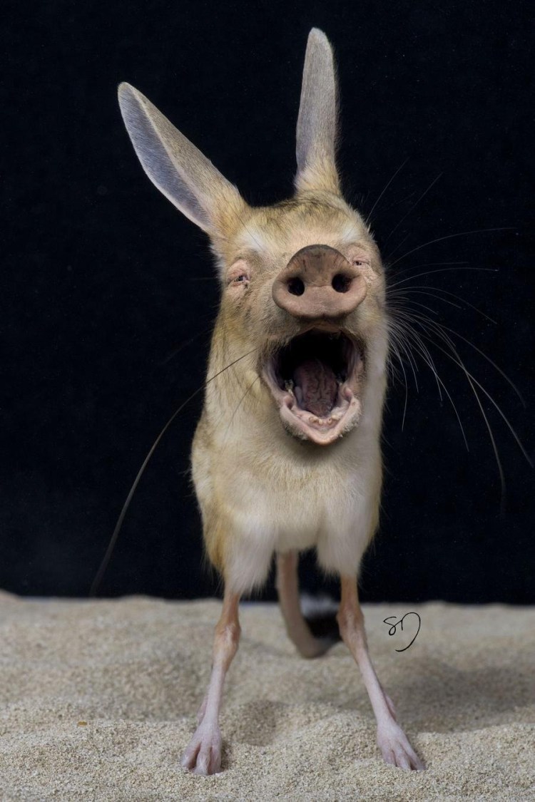 Хубрид Энималс