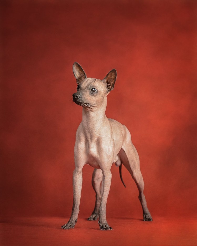 Мексиканская лысая чихуахуа