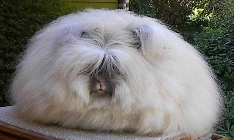 Лысая чихуахуа