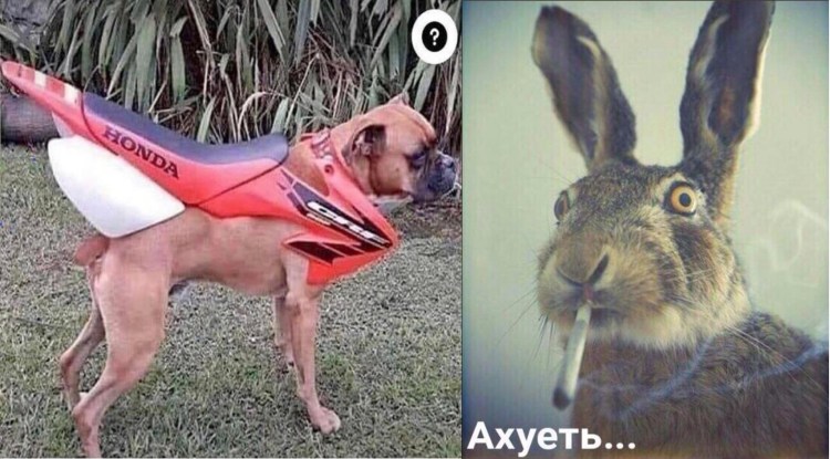 Геренук животное